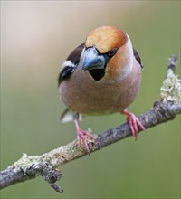 Hawfinch (Coccothraustes coccothraustes), Castilla-La Mancha, Spain, Europe