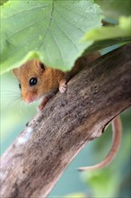 Dormouse (Muscardinus avellanarius) in a raspberry bush Federal Republic of Germany