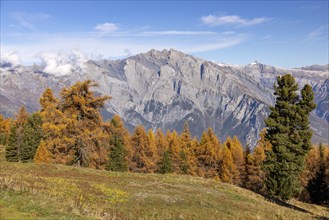 Golden larches in autumn, Rhone valley with Muveran group in the background, La Tzoumaz, Valais,