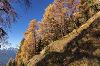 Hiking trail at the Col de la Marlène, autumnal larch forests, La Tzoumaz, Riddes, Valais,