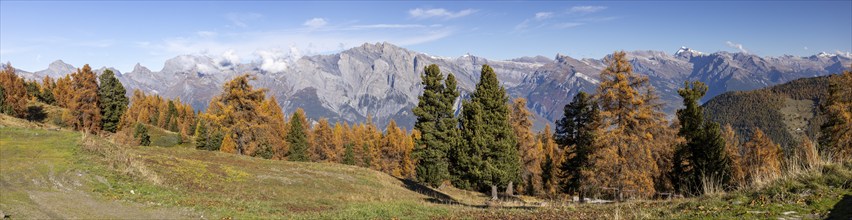 Golden larches in autumn, Rhone valley with Muveran group in the background, La Tzoumaz, Valais,