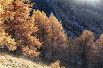 Sunset, autumnal larches, La Tzoumaz, Riddes, Valais, Switzerland, Europe