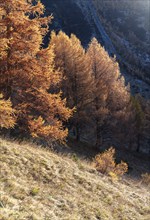 Sunset, autumnal larches, La Tzoumaz, Riddes, Valais, Switzerland, Europe