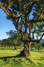 Centuries-old til trees in fantastic magical idyllic Fanal Laurisilva forest on sunset. Madeira