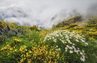 Madeira landscape with daisy and Pride of madeira flowers and blooming Cytisus shrubs and mountains