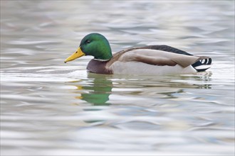 Wild duck, mallard male swimming (Anas platyrhynchos)