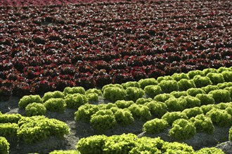 Red little baby lettuce in the fields from spain