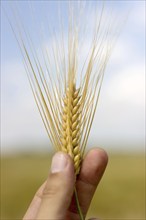 Hand holding wheat, Shallow depth of field