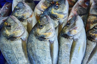 Dorada fish Sparus aurata stacked in a row from Mediterranean sea