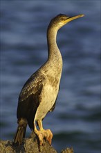 Cormoran (Phalacrocorax aristotelis) .S´Estanyol. Llucmajor.Mallorca.Baleares.España