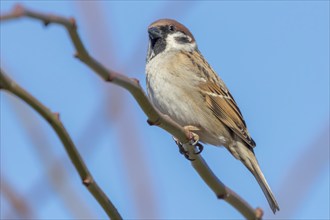 Tree Sparrow on branch (Passer montanus) Close Up