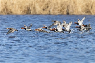 Common Pochard ducks flying over water (Aythya ferina)