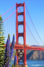 Golden Gate Bridge San Francisco purple flowers Echium candicans in California