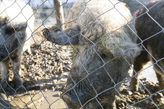 Woolly pig, Mangalitza Curly haired mangalica pig