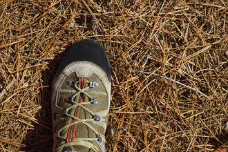 Hicker explorer feet boot detail on pine dried needles at mountain