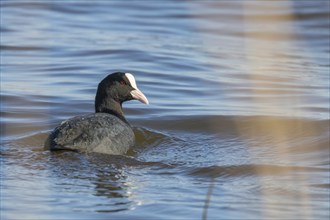 Coot swimming (Fulica atra) Close up Eurasian Coot