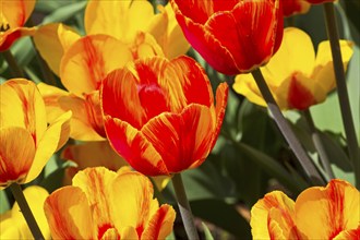 Tulips of the Andre Citroen species on a flowerbed