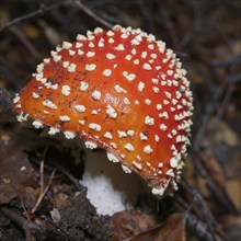 Fly agaric in autumn