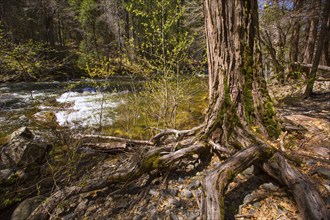 Yosemite National Park Merced River in spring California USA