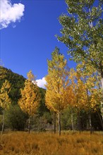 Autumn fall forest with yellow golden poplar trees outdoor nature and blue sky