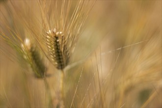 Golden ears of wheat in summer on the field. Wheat Background