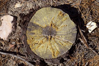 Felled pine tree section cutted detail with dried resin