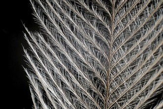 Elegant Feather on black Extreme Close up Detail. Extreme macro feather. Fluffy feather