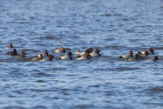 Common Pochard ducks swimming in the lake (Aythya ferina)