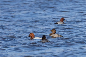 Common Pochard ducks swimming in the lake (Aythya ferina)