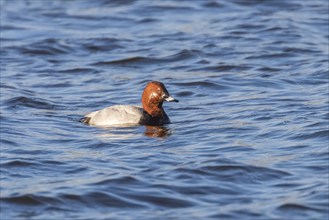 Common Pochard male swimming in the lake (Aythya ferina)