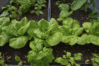 Urban homestead with lettuces after rain drops