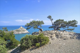 Two old curved relict tree-like juniper (Juniperus excelsa) . on a rock above the sea. Karaul-Oba,