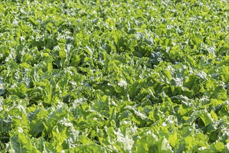 Sugar beet field. Green sugar beets in the ground