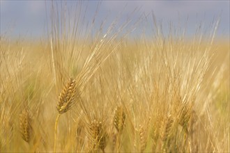 Golden ears of wheat in summer on the field. Wheat Background