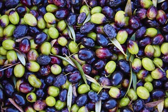 Olives texture in harvest at Mediterranean Spain