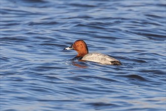 Common Pochard male swimming in the lake (Aythya ferina)