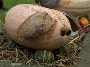 A decorated pumpkin in the shape of an animal lies on straw, borken, münsterland, germany