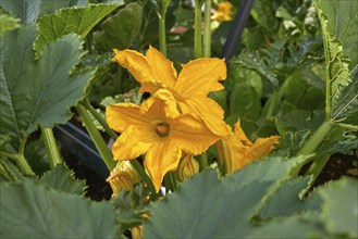 Zucchini flowers yellow in an orchard urban garden