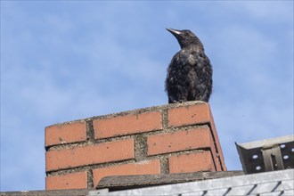 Crow on a chimney on the roof