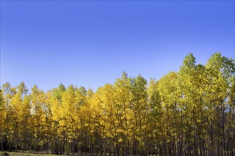 Autumn early fall forest with yellow poplar trees in a row