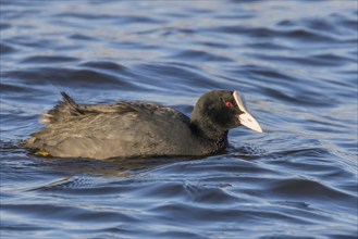 Coot swimming (Fulica atra) Close up Eurasian Coot