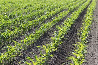 Young Green Corn Growing on the Field. Young Corn Plants