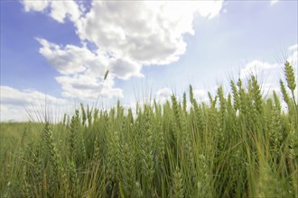 Green wheat field