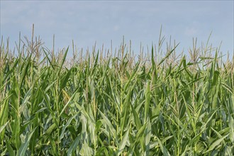 Green field of corn growing up in farmland