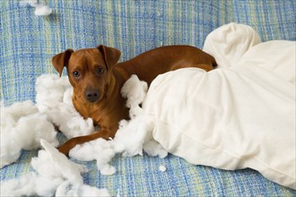 Naughty playful puppy dog after biting a pillow tired of hard work