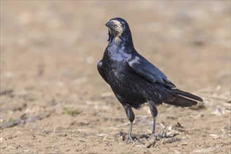 Rook on the field (Corvus frugilegus)