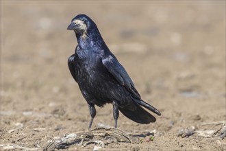 Rook on the field (Corvus frugilegus)