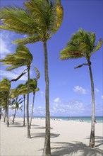 Fort Lauderdale Florida tropical beach with palm trees over blue sky