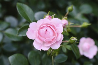 Focused pink rose (rosa luciae) in front of green blurred foliage