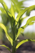 Young Green Corn Growing on the Field. Young Corn Plants